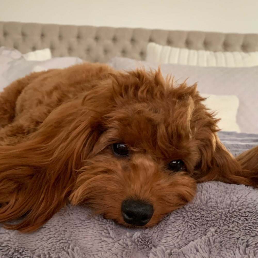 Meet your Posher, Paula